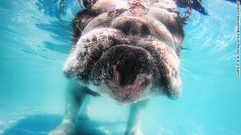 dog-in-water (6).jpg